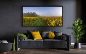 A room demonstration of an art print of a prairie pathway on a foggy morning as the trail meanders through the golden rod.